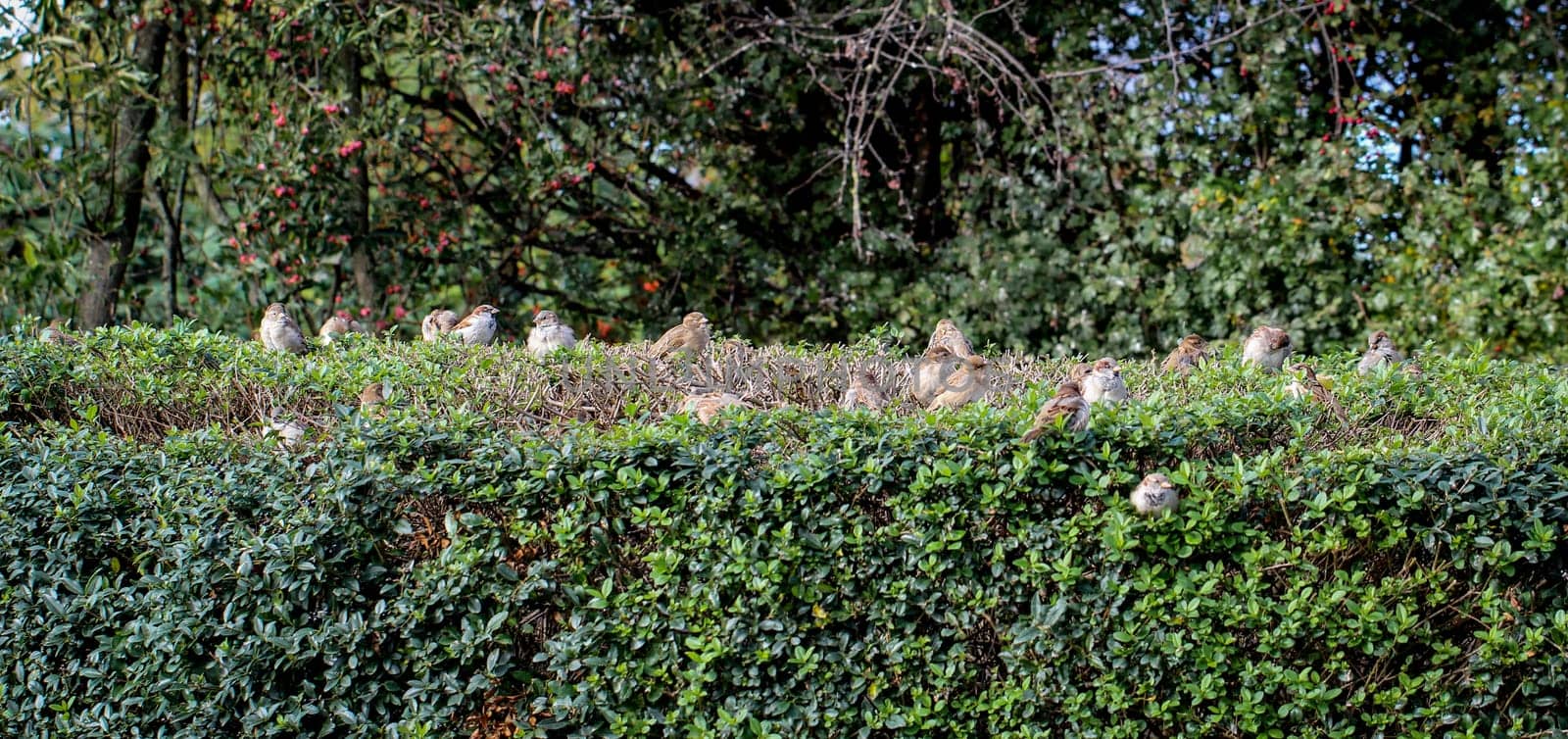 Sparrows sit in a hedge