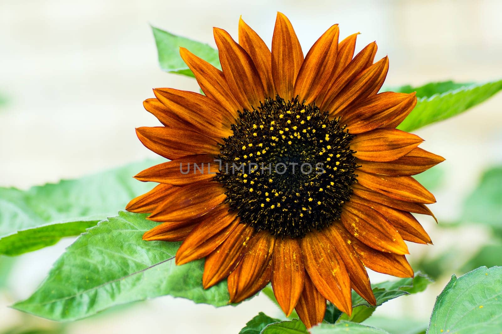 Orange sunflower with leaves on white background.