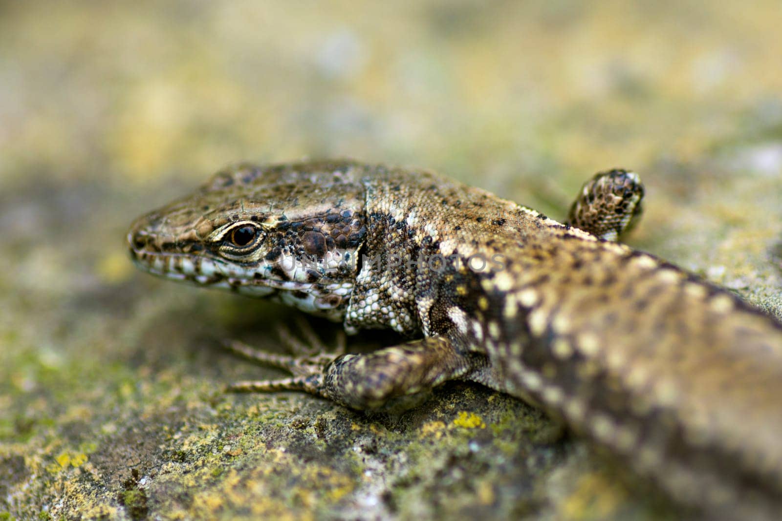 Macro photo about a head and eye of lizard.