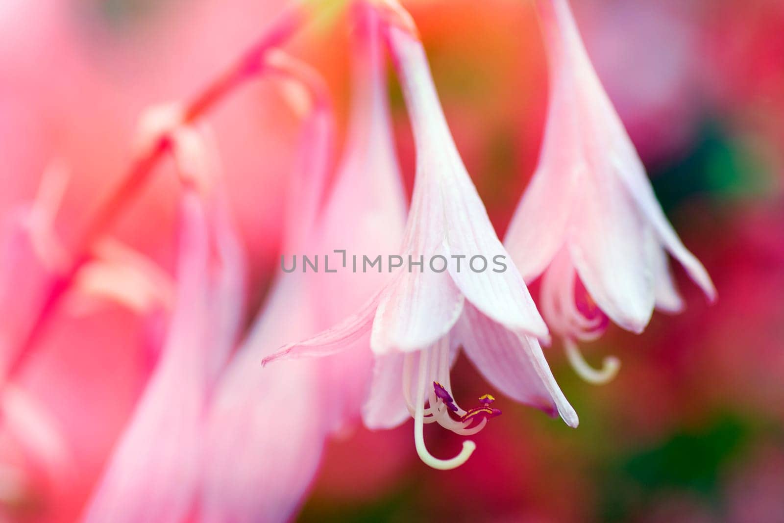 Beautiful purple lily flower is on colorful background.