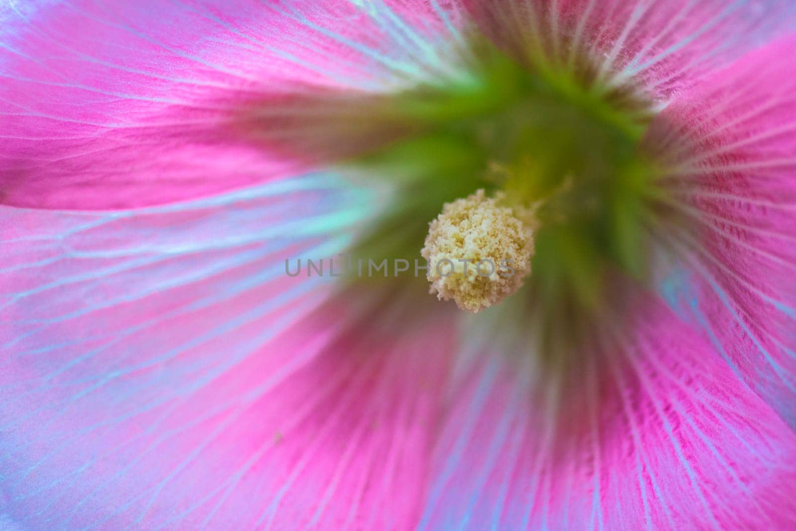 Macro photo about a middle of pink hibiscus flower.