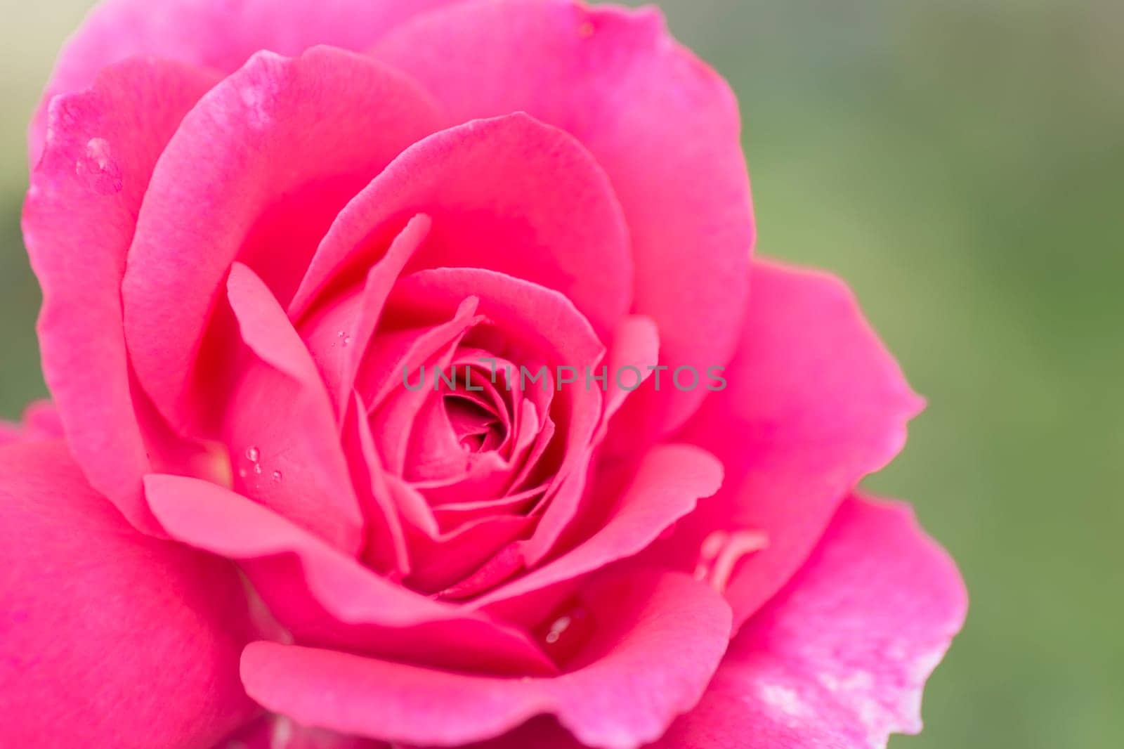 Macro photo about a beautiful pink rose on green background.