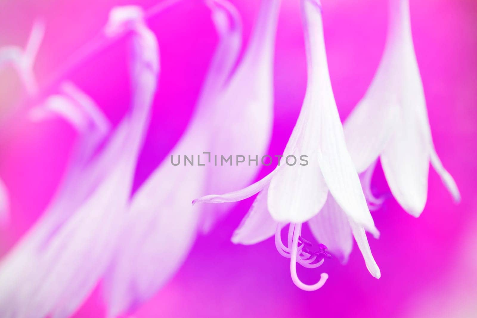 Macro photo about a little white flowers on pink purple background.