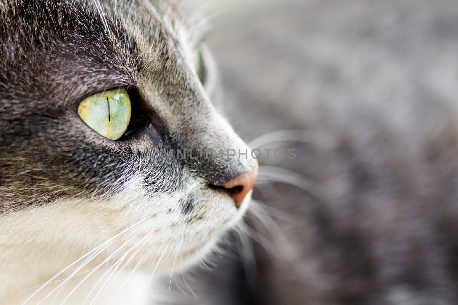 Close-up portrait about eye of tabby cat.