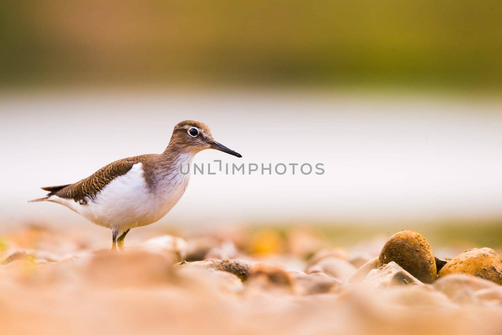 Common sandpiper (Tringa hypoleucos, Actitis hypoleucos) in Guadianas River in Badajoz. Copy space for text