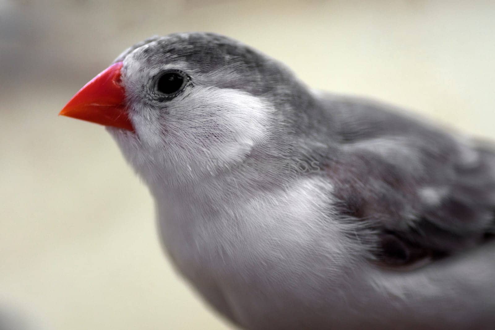 Animal portrait about a little gray finch bird.