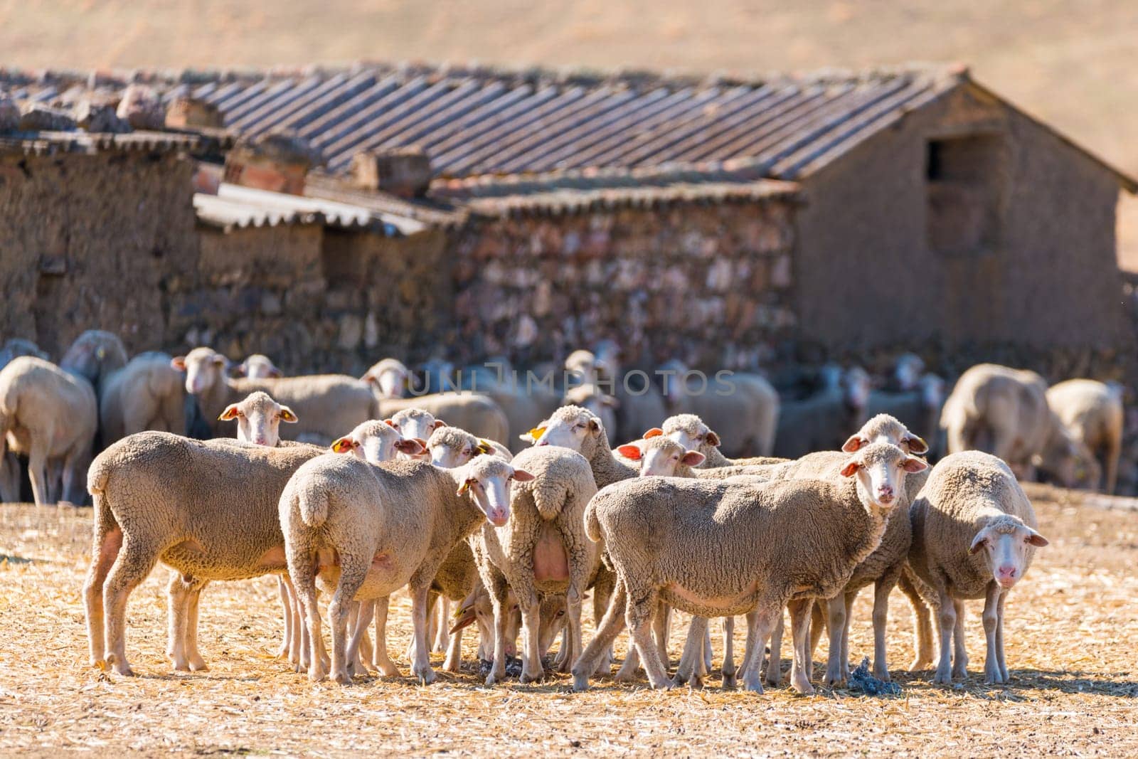 Flock of  sheep looking at camera in the field