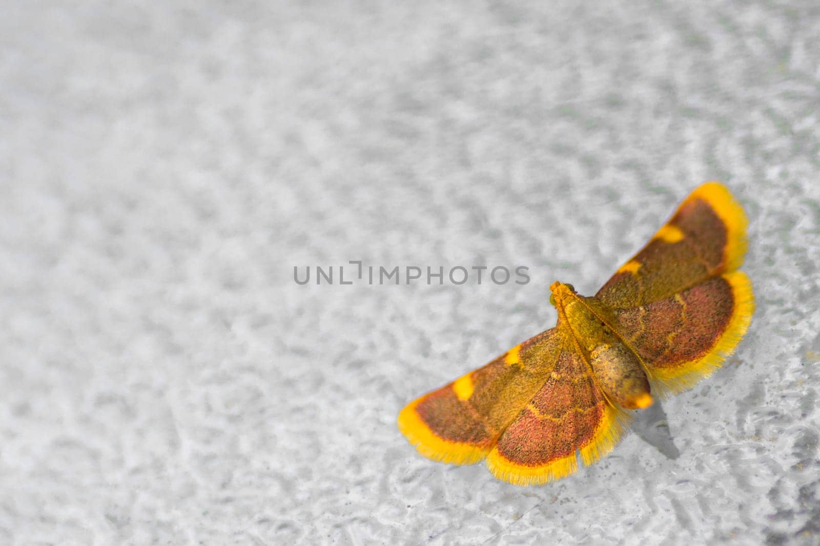 Yellow brown nightly butterfly on gray texture background.