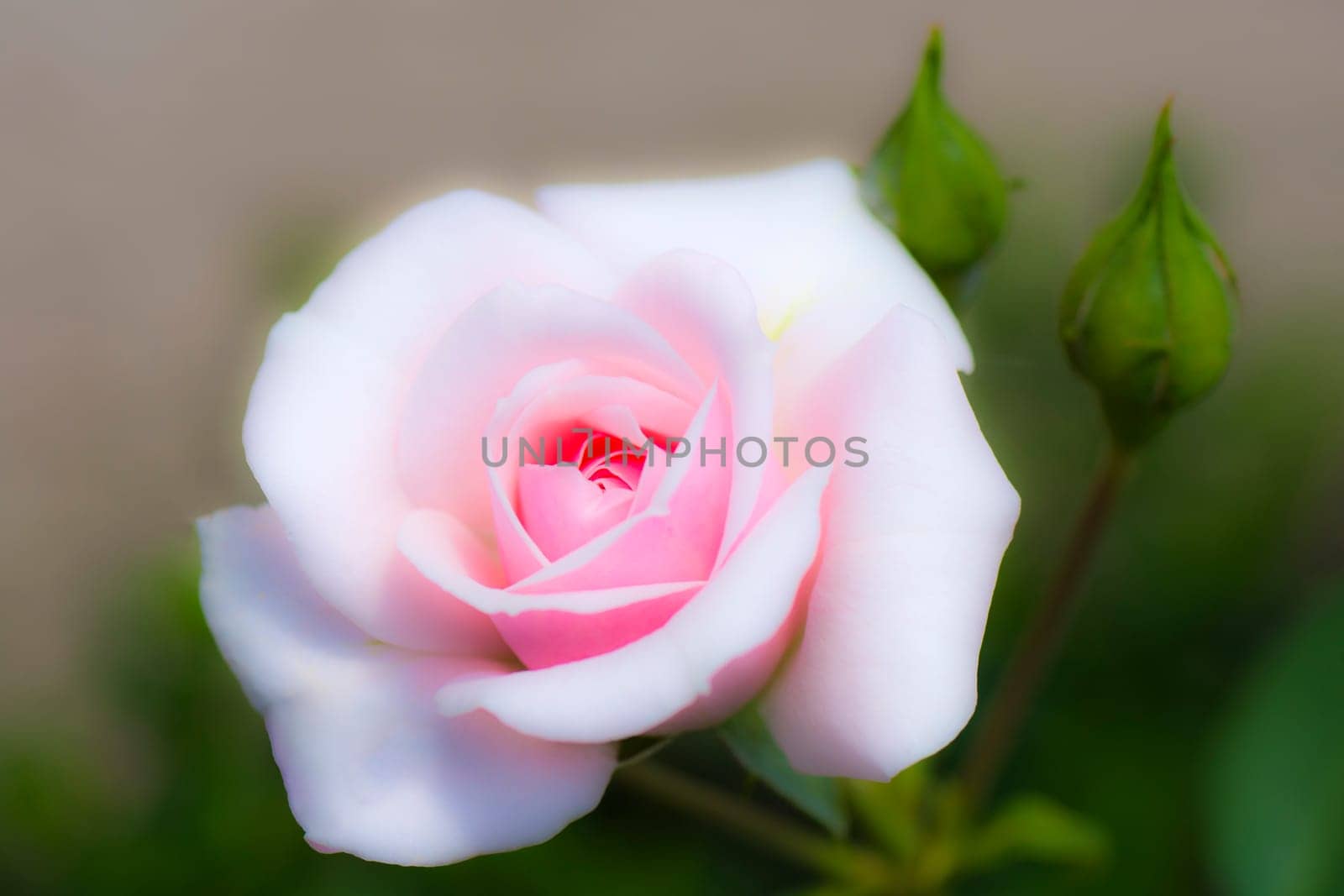 Beautiful bright pink rose on green and gray background.