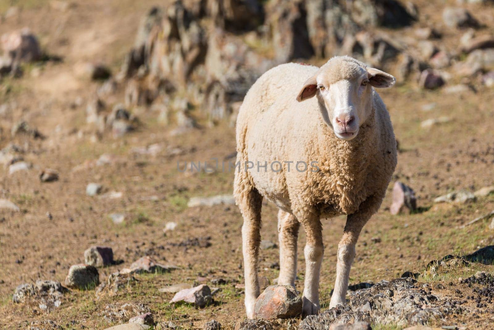 sheep looking at camera in field. Copy space for text