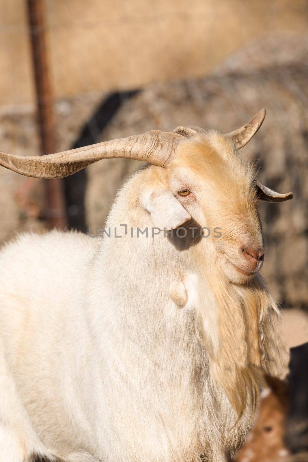 Close up portrait of male goat. Vertical portrait
