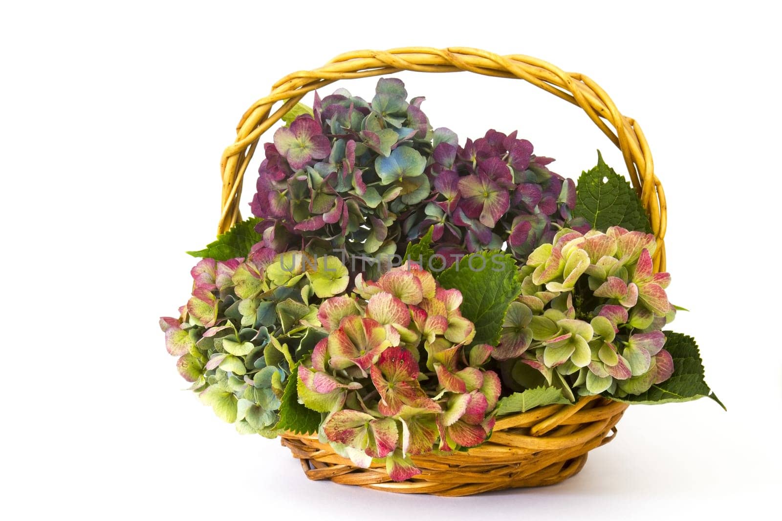 hortensia flowers, Hydrangea macrophylla, white background
