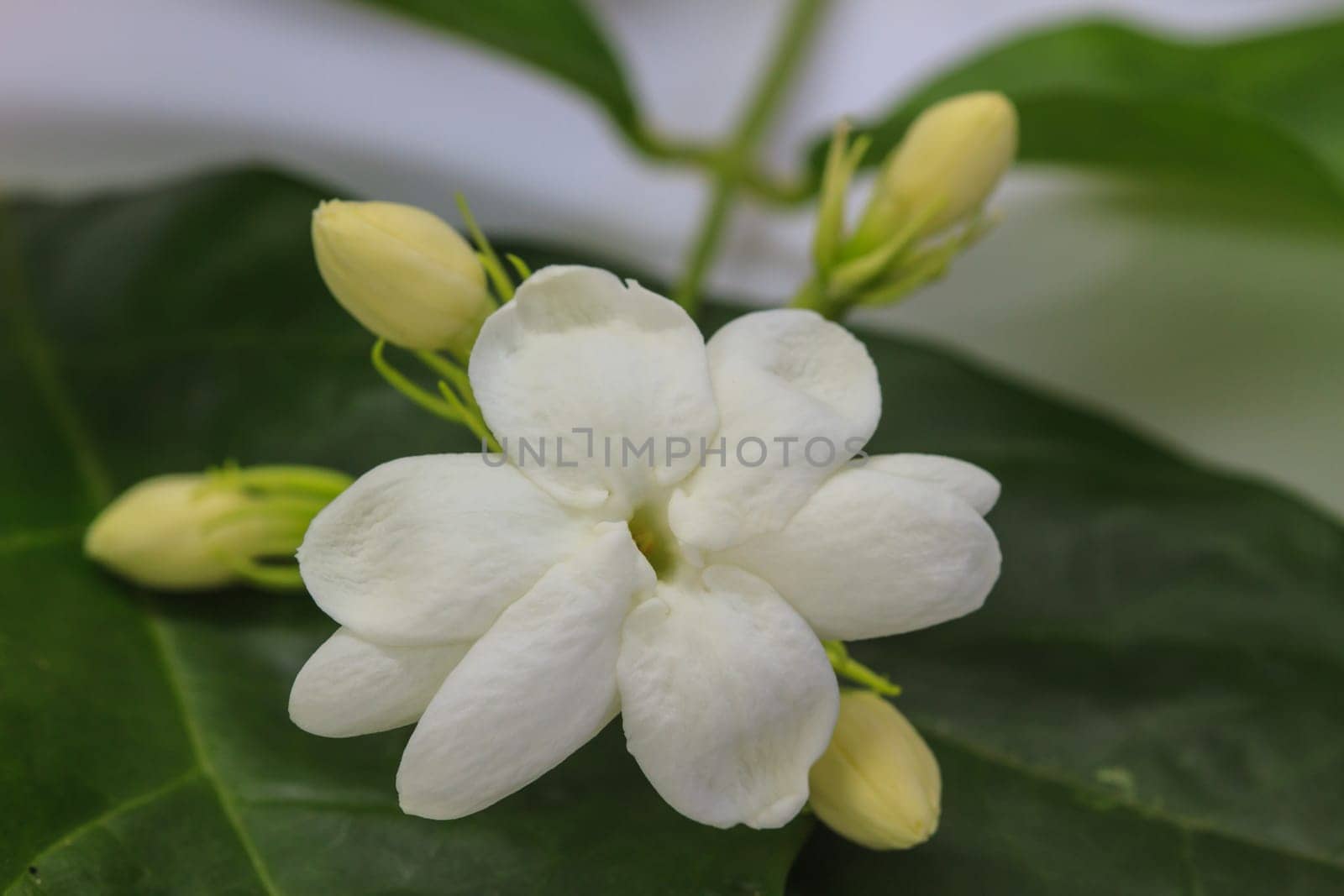close uo white jasmine flower on background