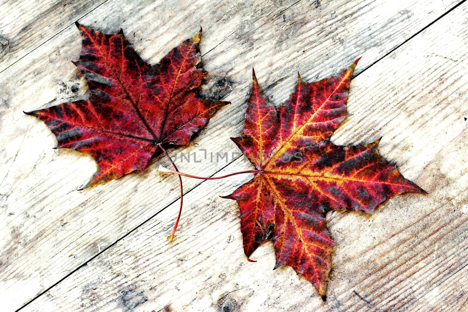 Two colourful autumn leaves on a wooden surface
