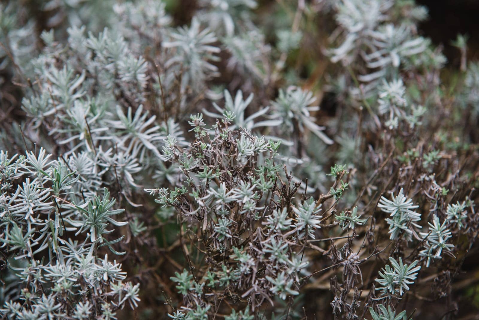 close up on lavendula anfustifolia,top view