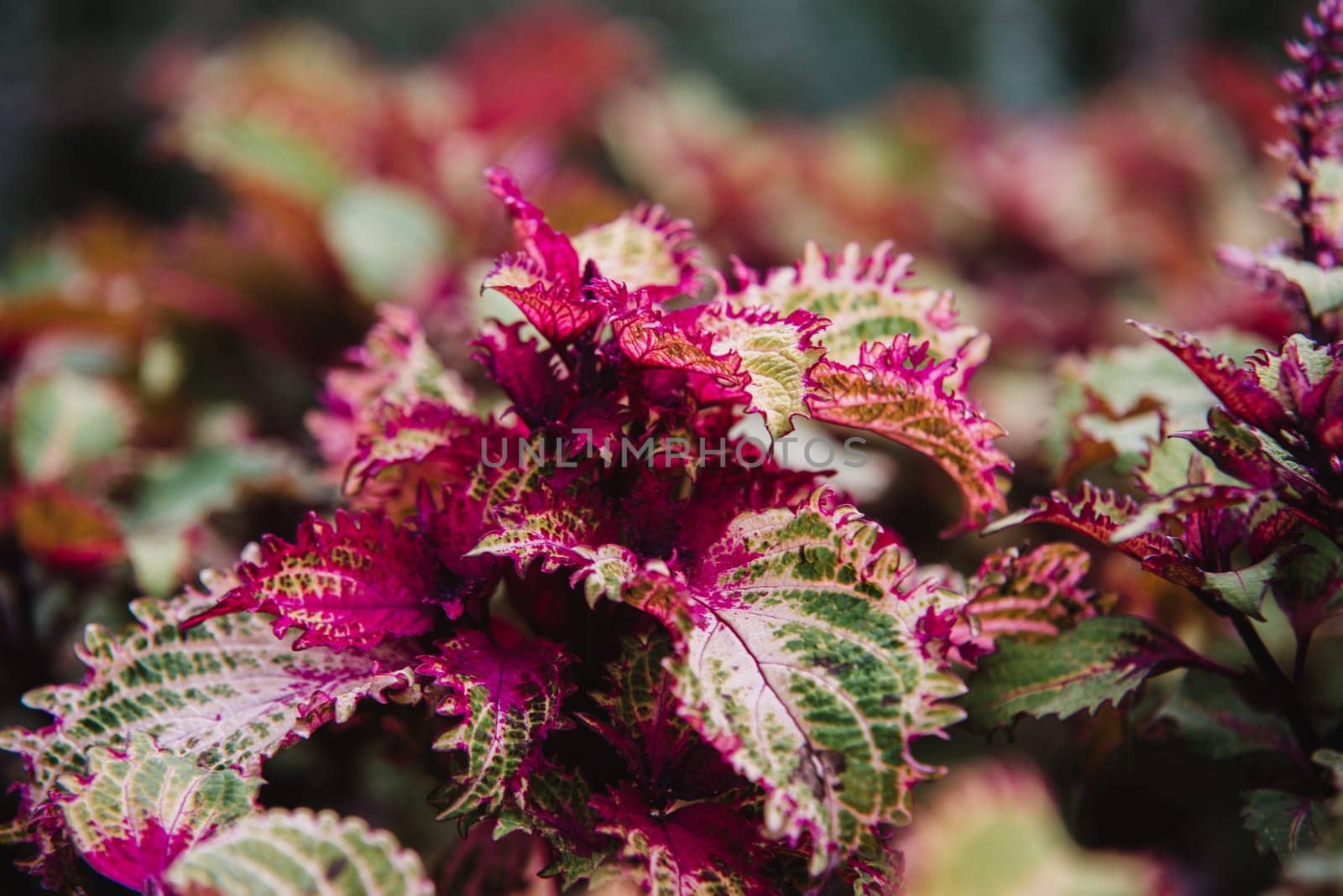 close up on solenostemon leaf and flower