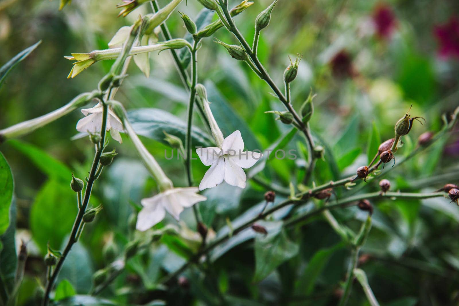 close up on flowers of nicotiana alata