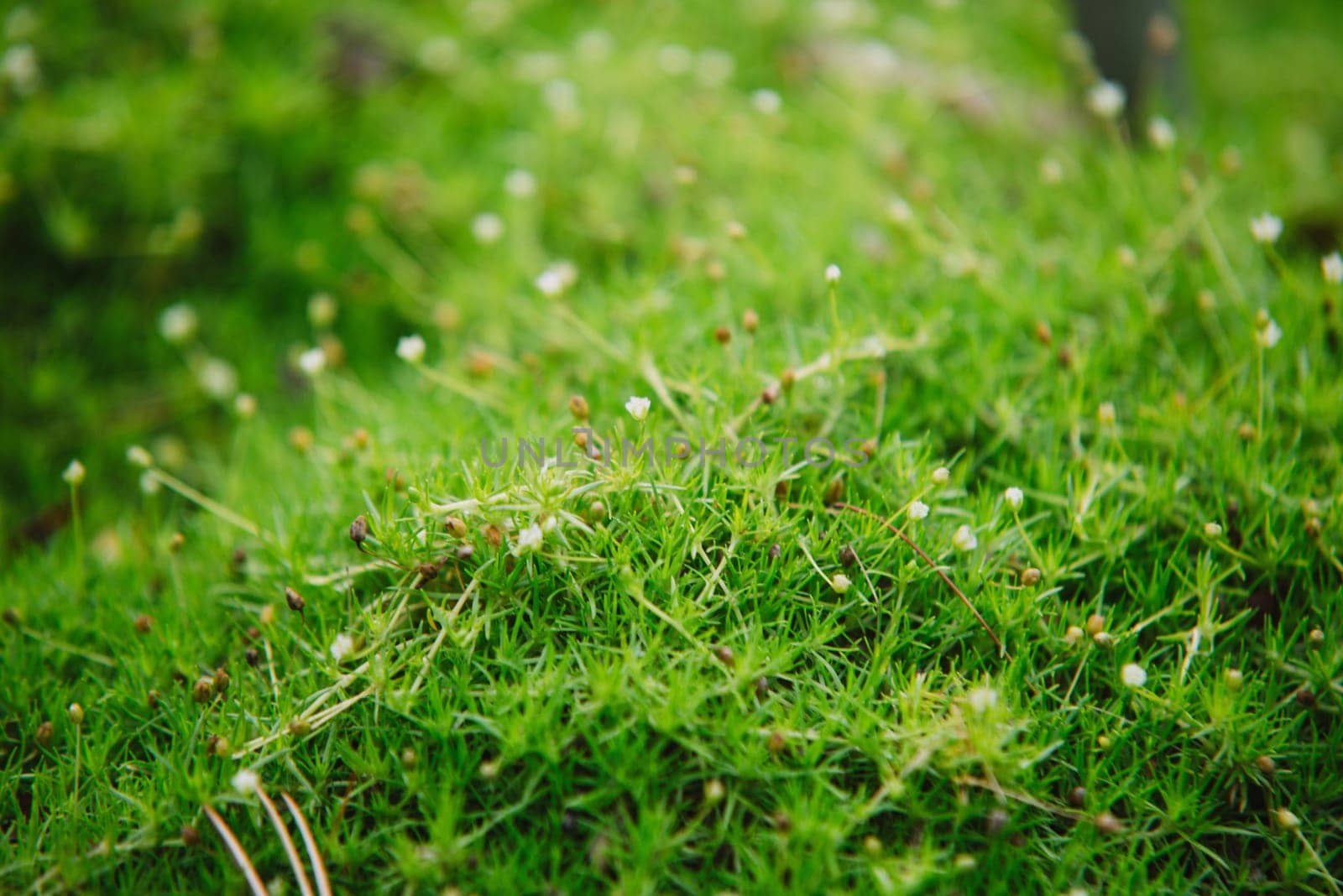 close up on small flowers of sagina subulata