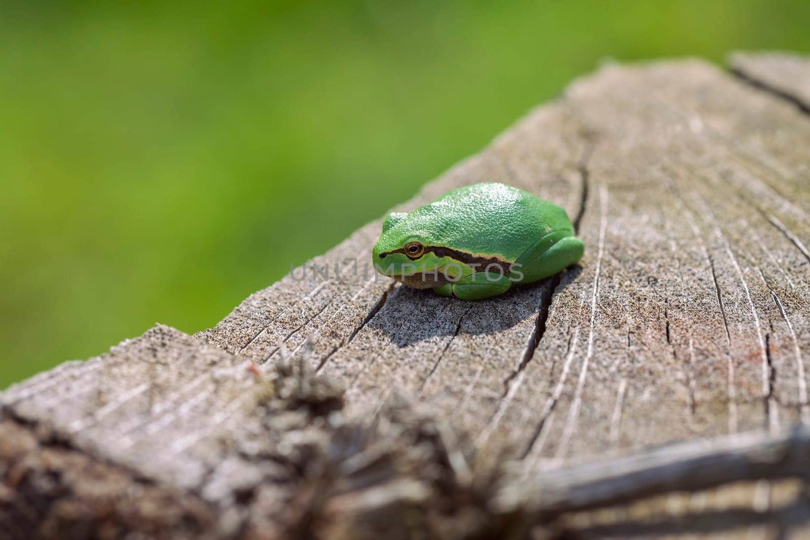 European tree frog - Hyla arborea sunbathing - Macro shot - Side shot from the front