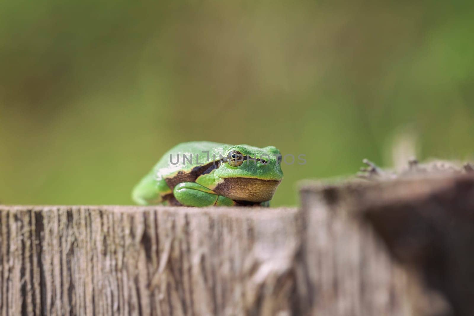 European Tree Frog - Hyla arborea sunbathing - Macro shot - Side front view