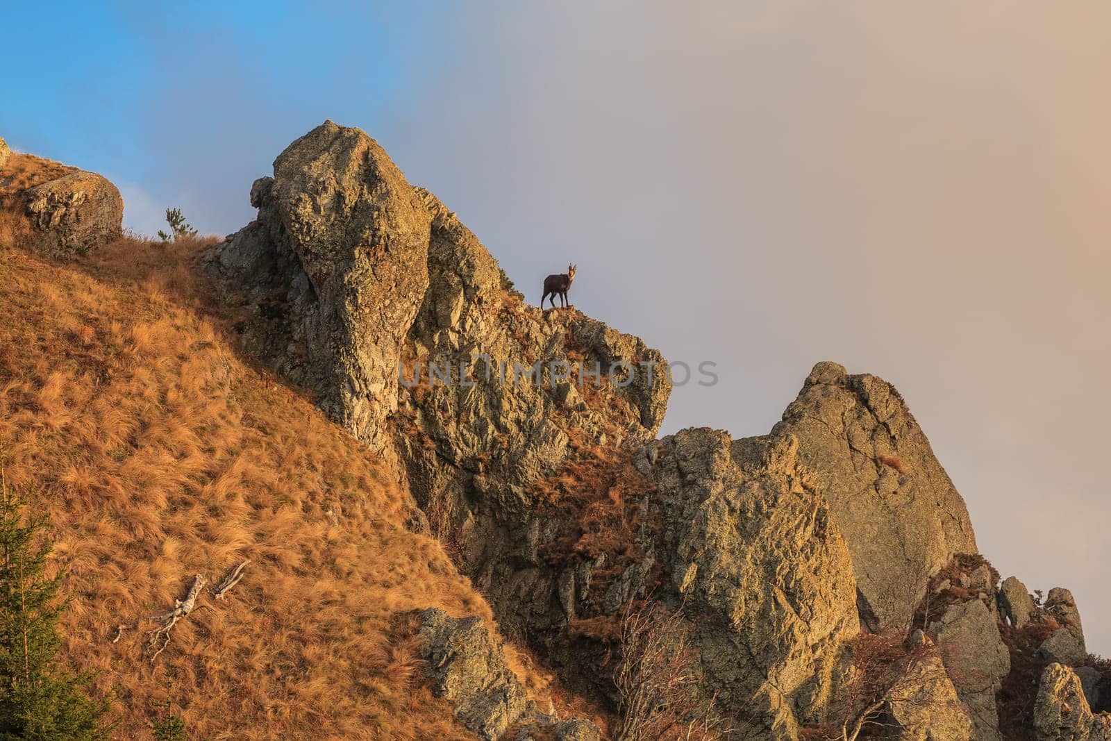 chamois (Rupicapra Carpatica) on mountain. Cozia Mountains, Romania