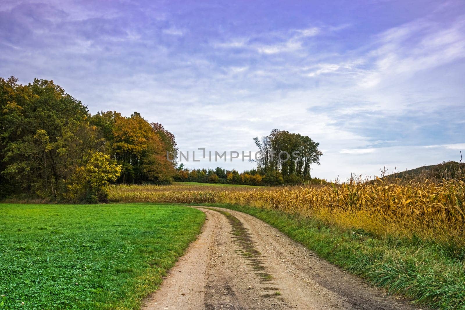 Landscape In autumn,trees with autumnal colours
