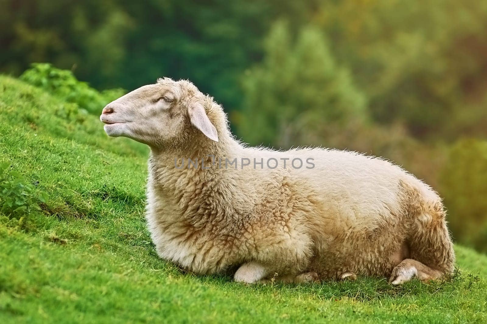 White Sheep Resting on the Slope of a Hill