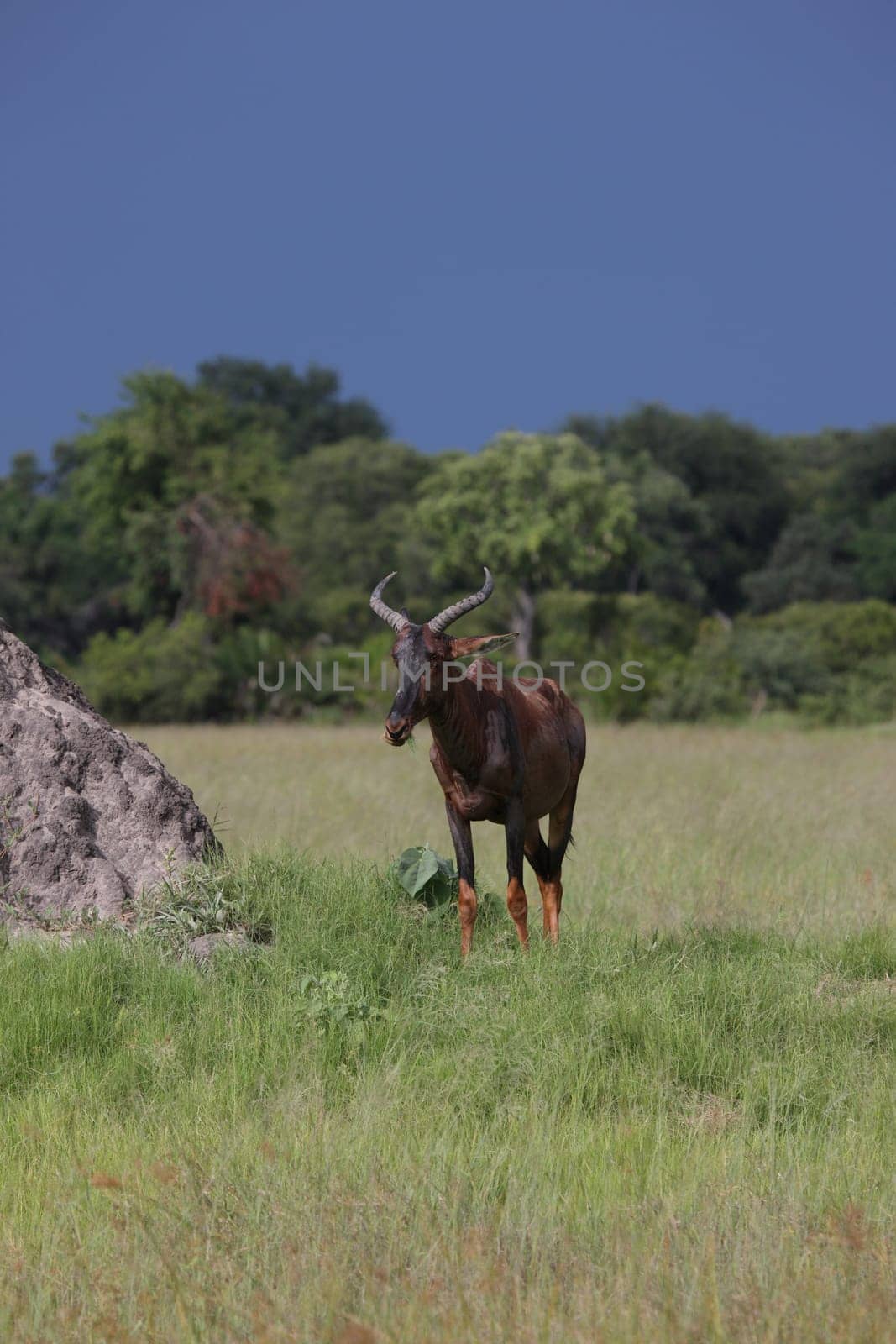 Wild Tsessebe Antelope in African Botswana savannah