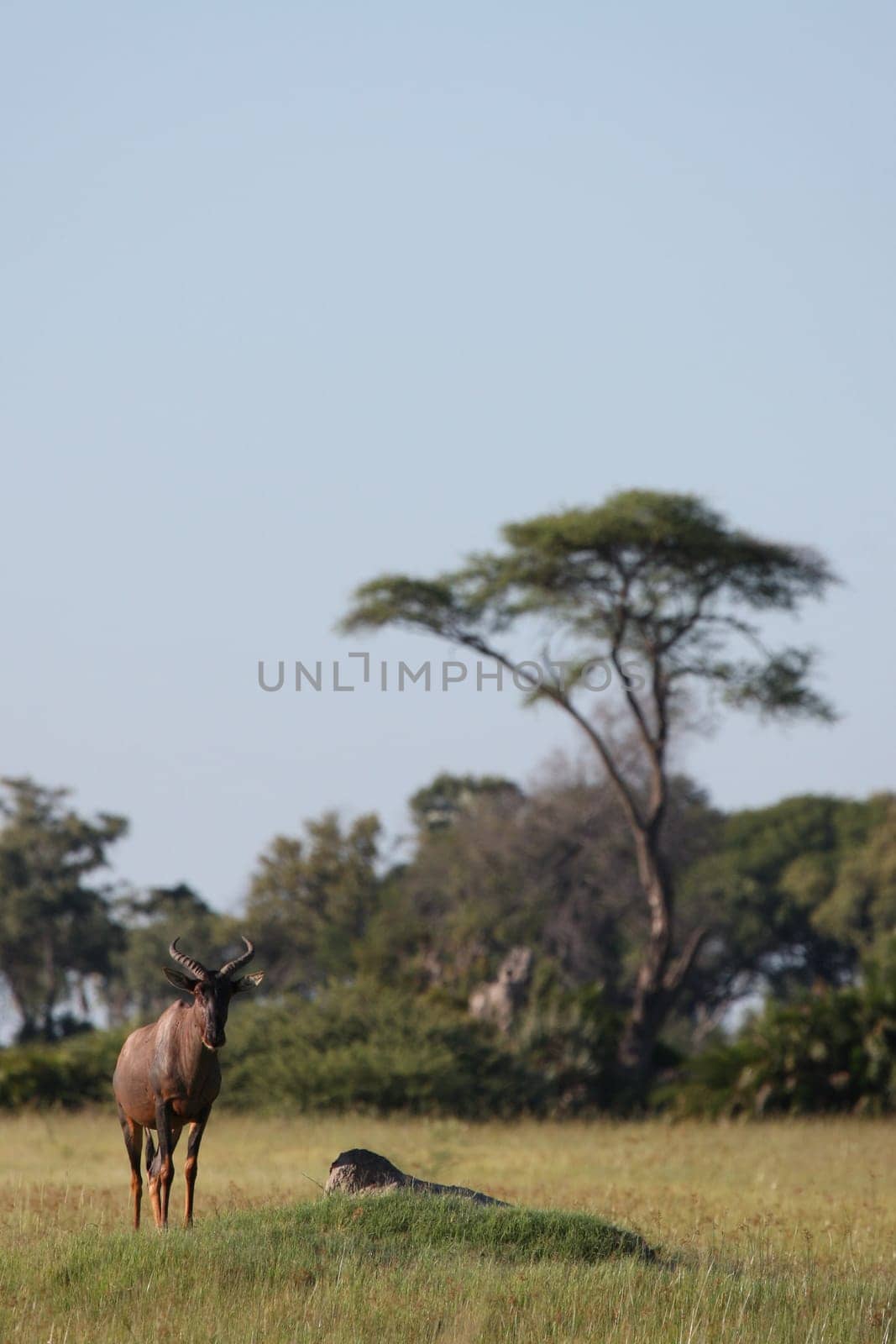 Wild Tsessebe Antelope in African Botswana savannah
