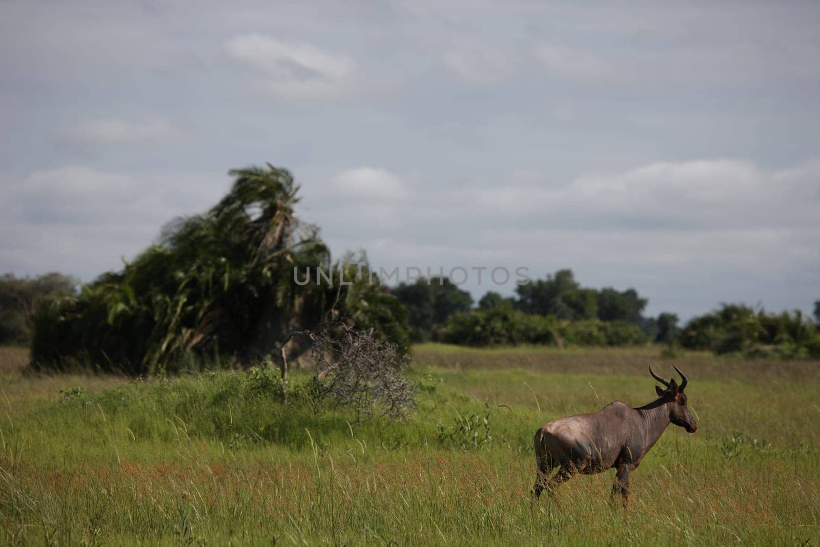 Wild Tsessebe Antelope in African Botswana savannah