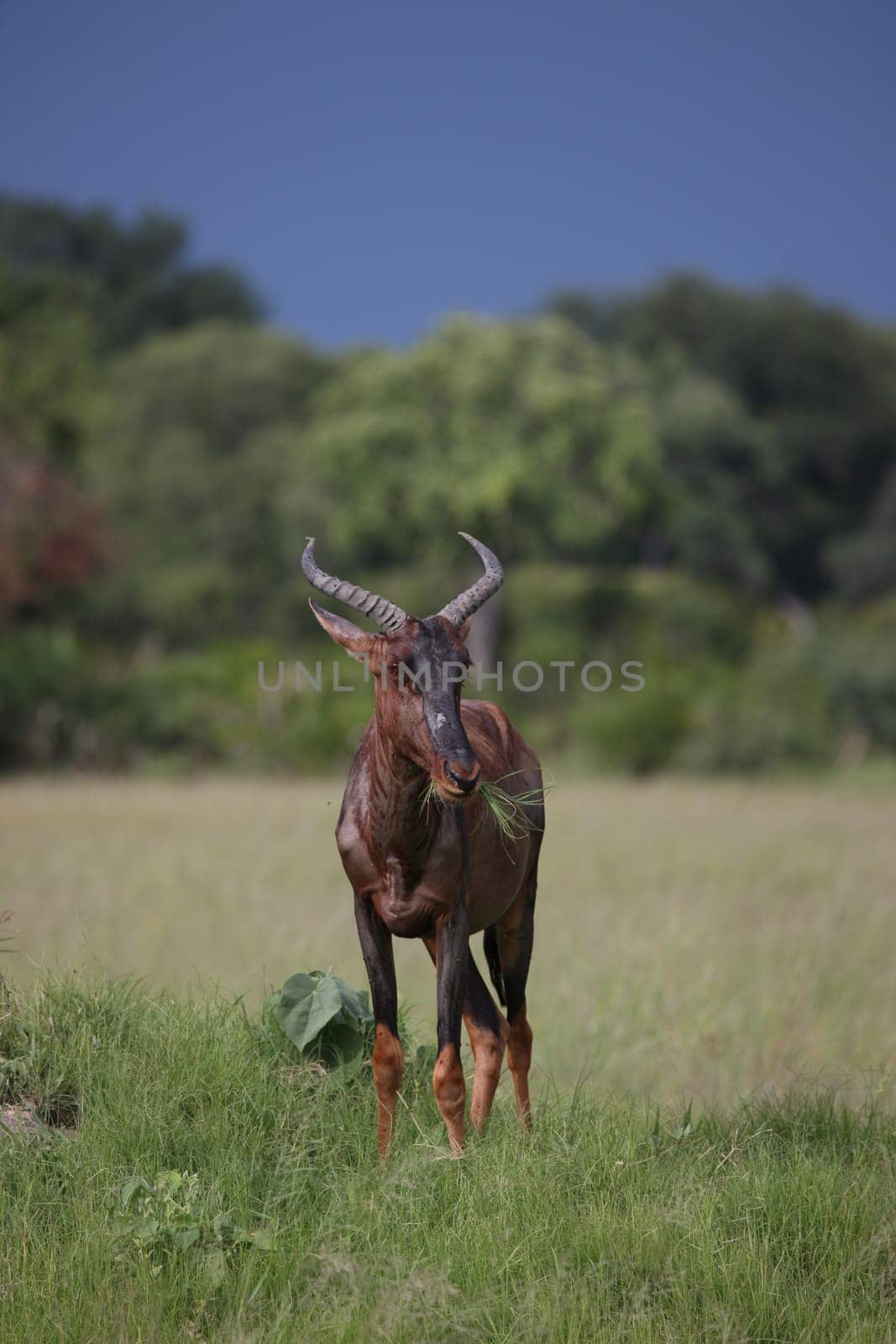Wild Tsessebe Antelope in African Botswana savannah