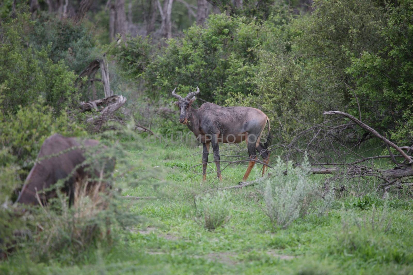 Wild Tsessebe Antelope in African Botswana savannah