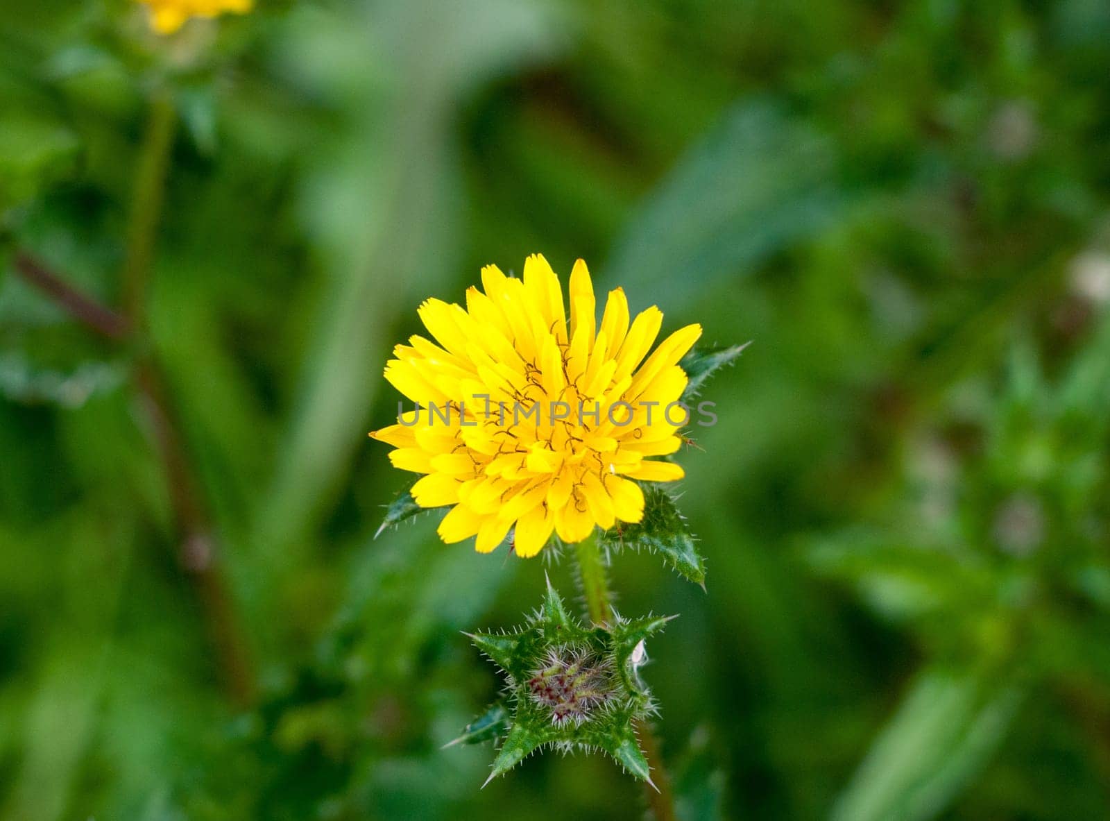 beautiful close up of full bloom yellow dandelion flower head in grass  essex  england  uk