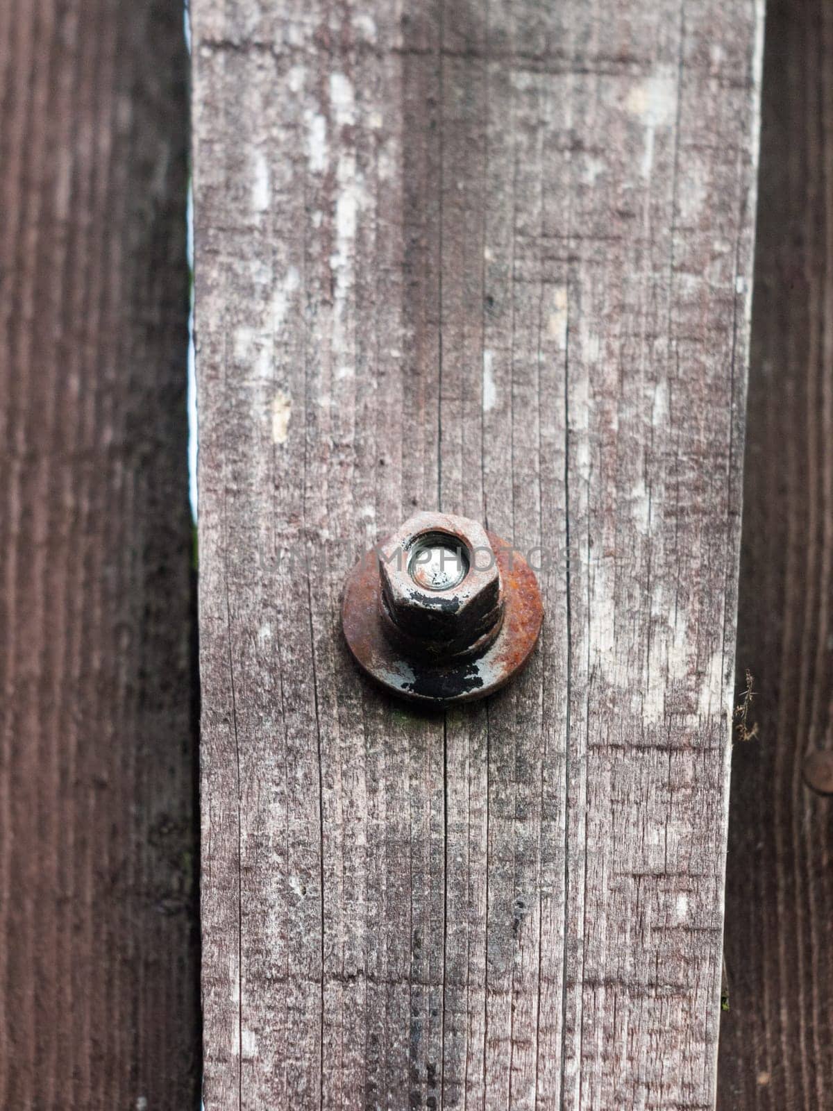 close up of old rusty screw head on rustic wooden fence  essex  england  uk