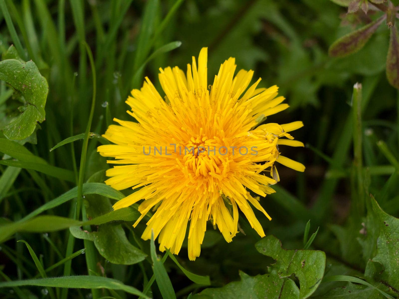 beautiful close up of large yellow dandelion summer flower bloom on grass  essex  england  uk