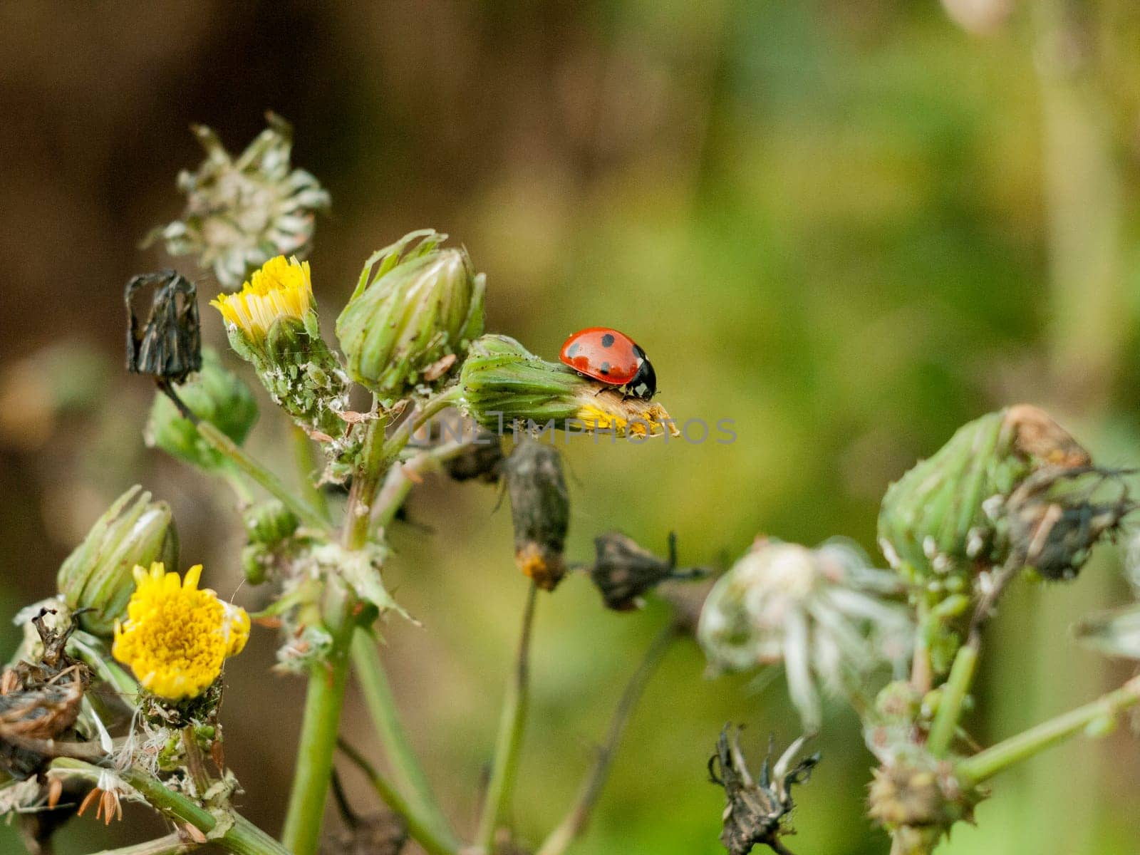 beautiful 7 dot small ladybird bug from side on flower tip bud  essex  england  uk