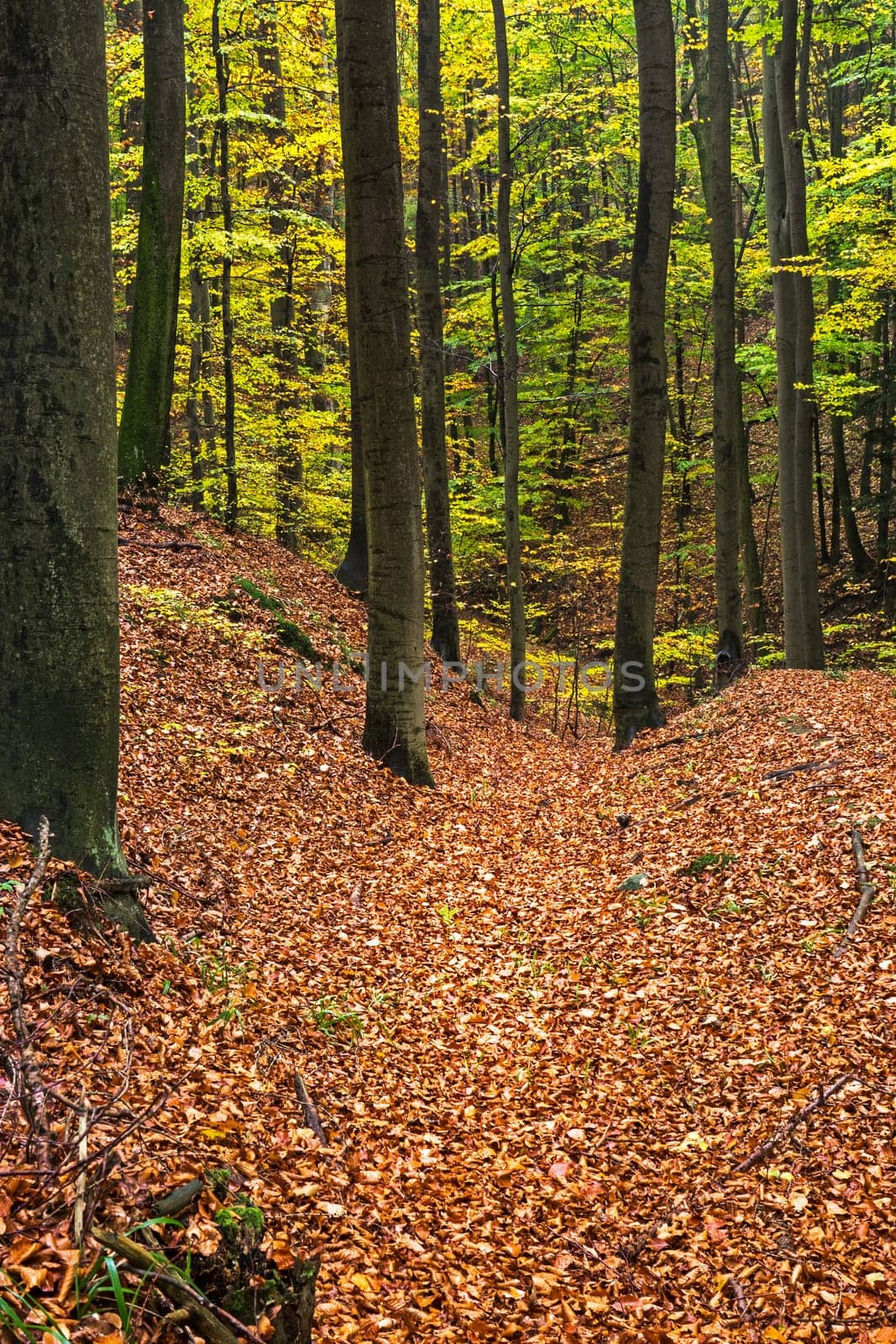 Forest in autumn,path covered with foliage