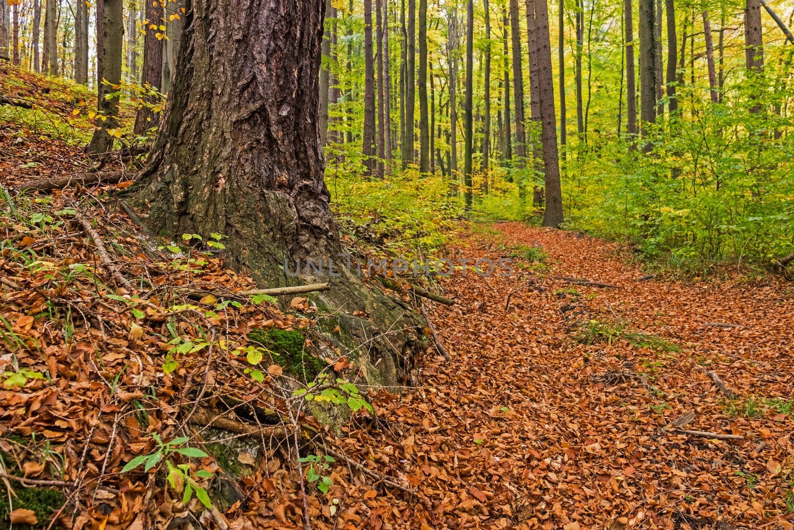 Forest in autumn,path covered with foliage