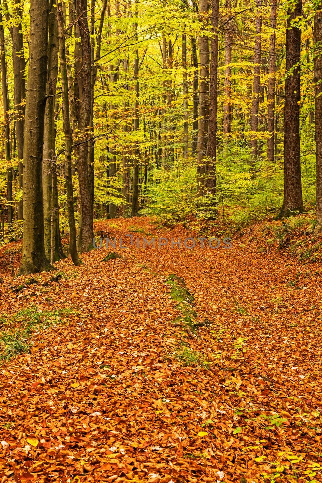 Forest in autumn,path covered with foliage