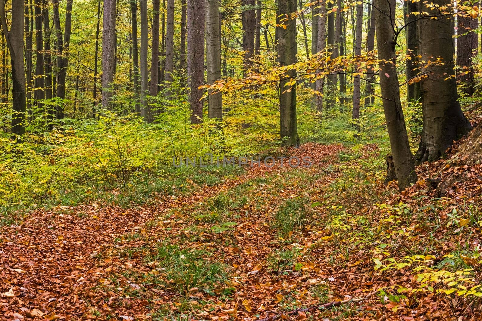 Forest in autumn,path covered with foliage