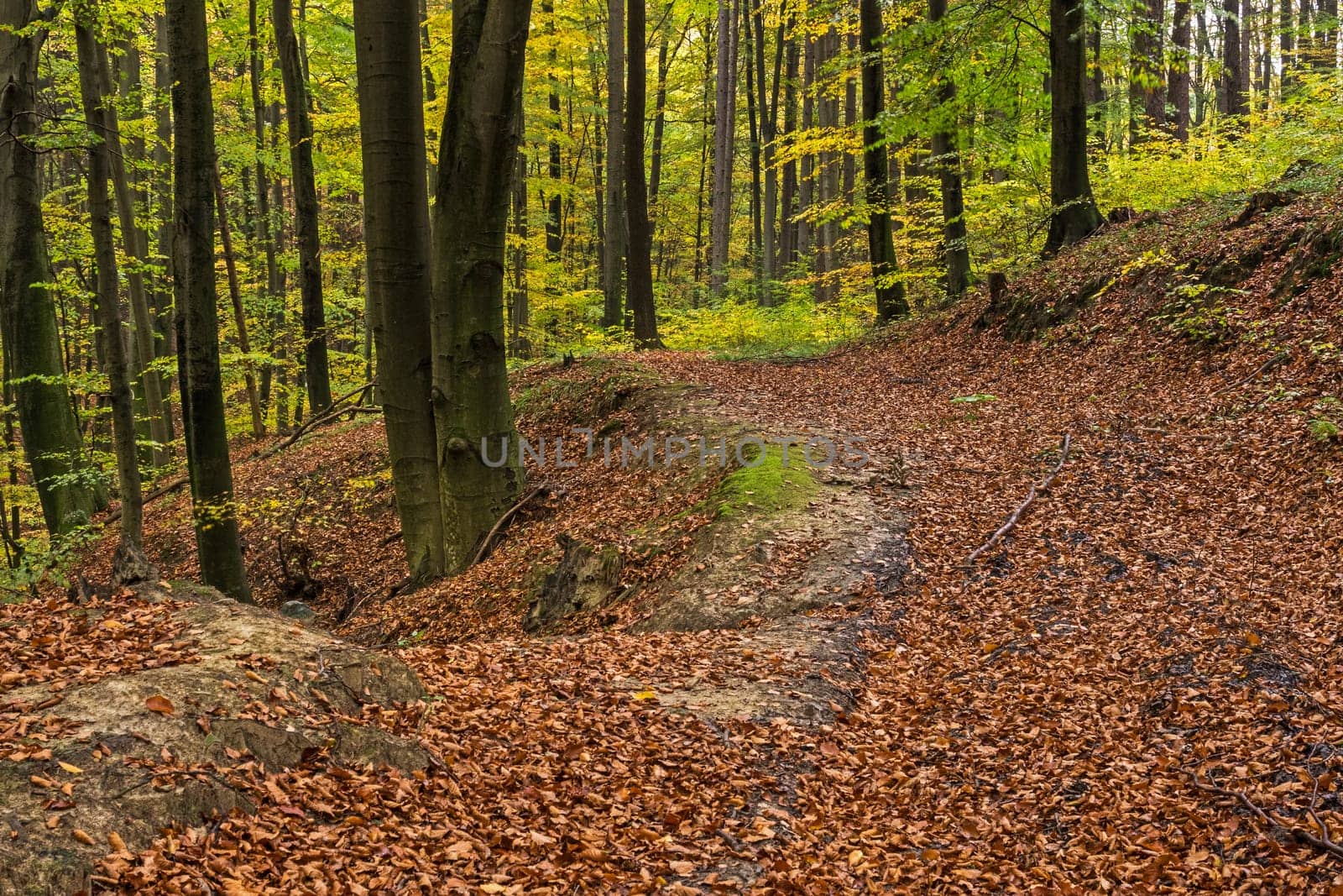 Forest in autumn,path covered with foliage