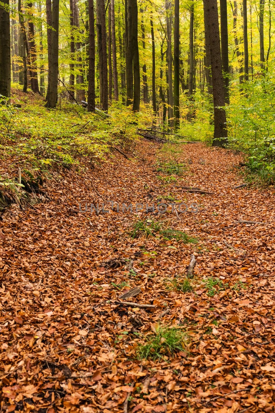 Forest in autumn,path covered with foliage