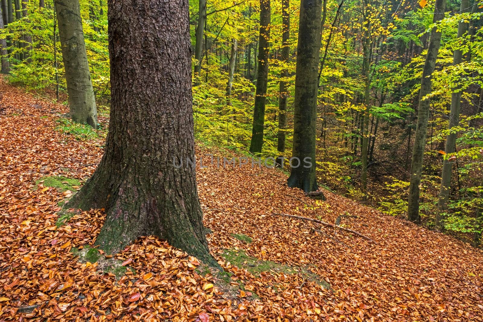 Forest in autumn,path covered with foliage