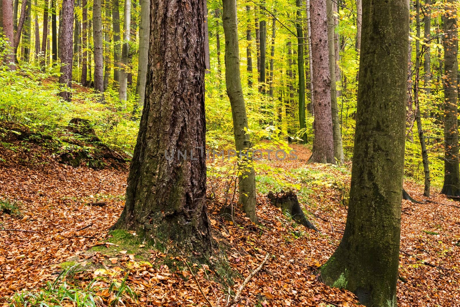 Forest in autumn,path covered with foliage