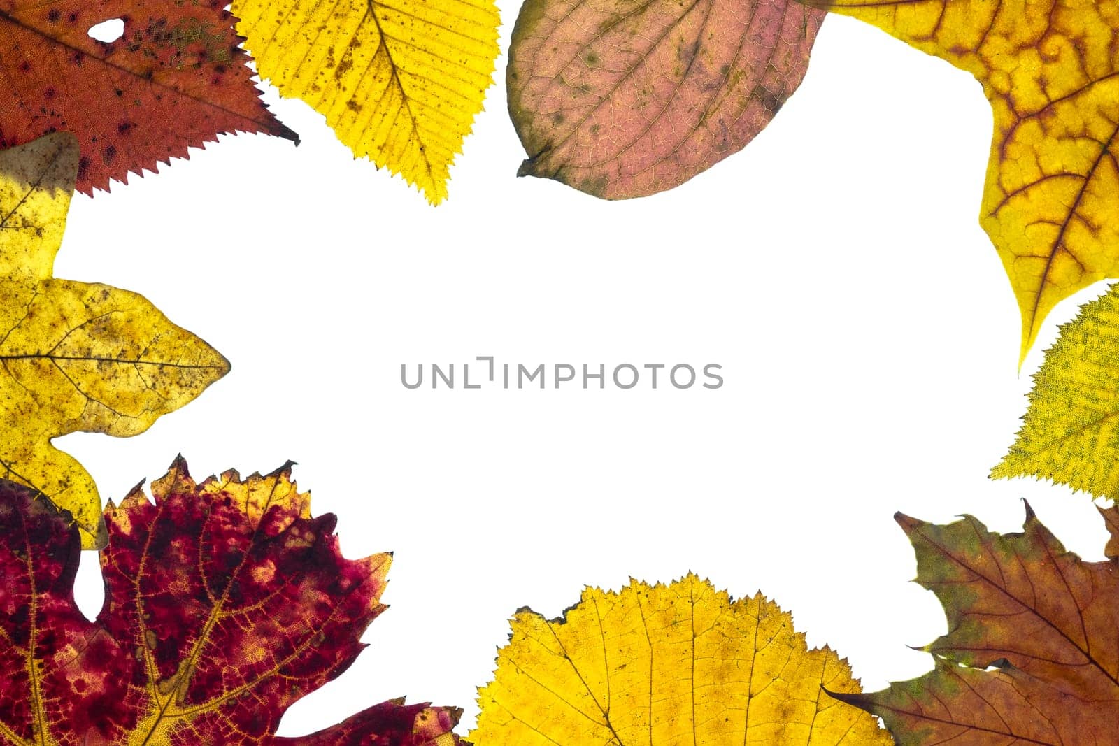 Frame made of leaves in autumn with text space