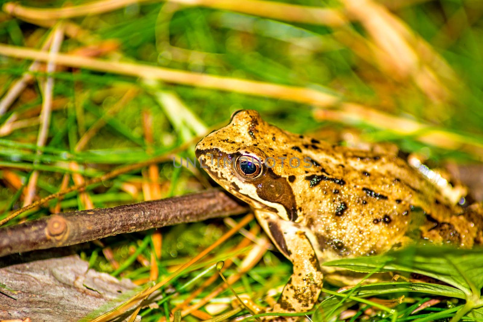 Jumping frog,Rana dalmatina,in a forest in Poland