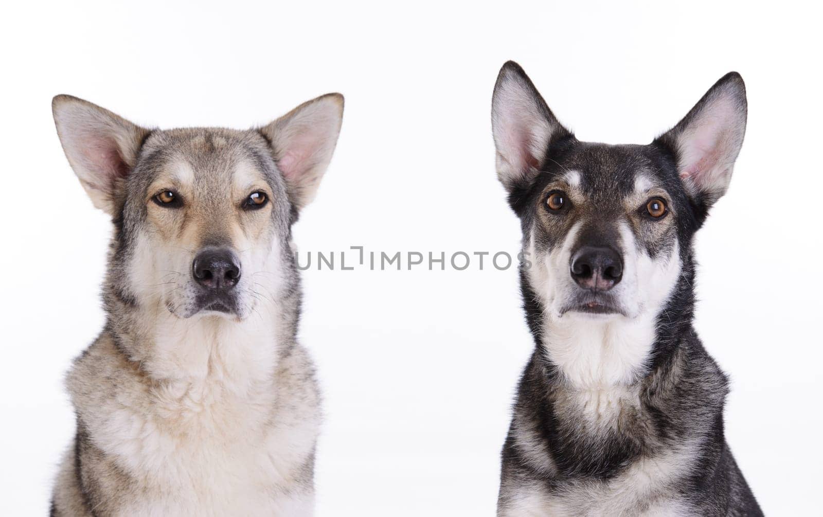 two wolfhounds in front of white background