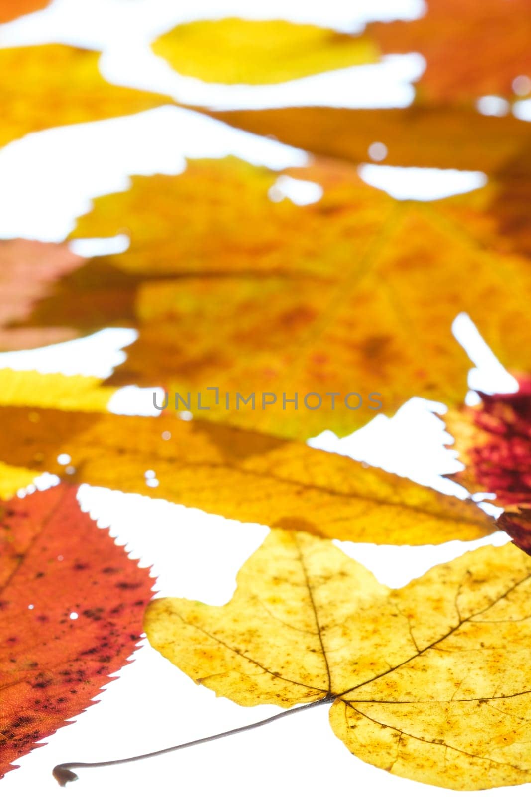 Leaves in autumn in autumn colour yellow,red and orange in throughlight