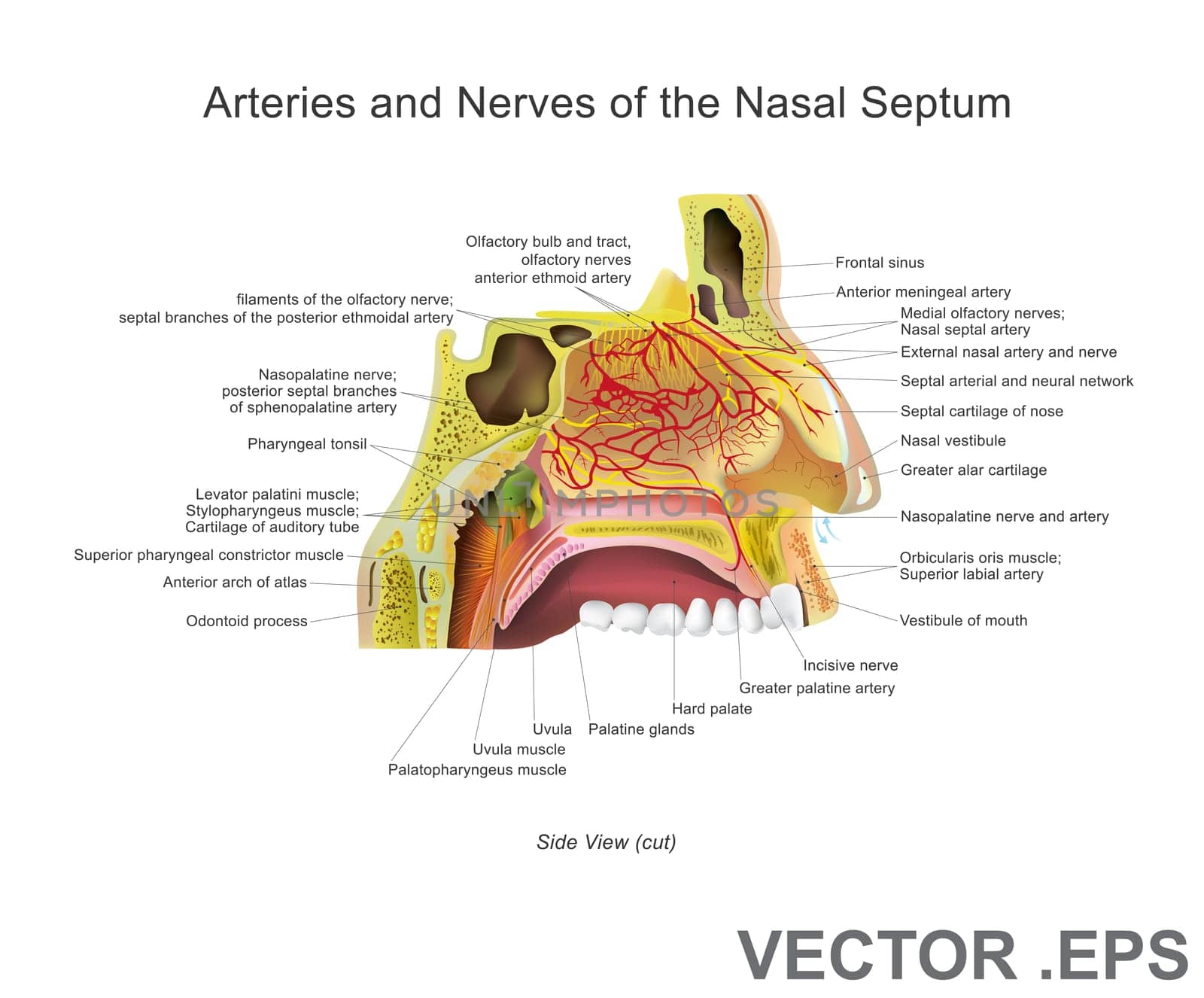 The nasal cavity (or nasal fossa) is a large air filled space above and behind the nose in the middle of the face. Each cavity is the continuation of one of the two nostrils.