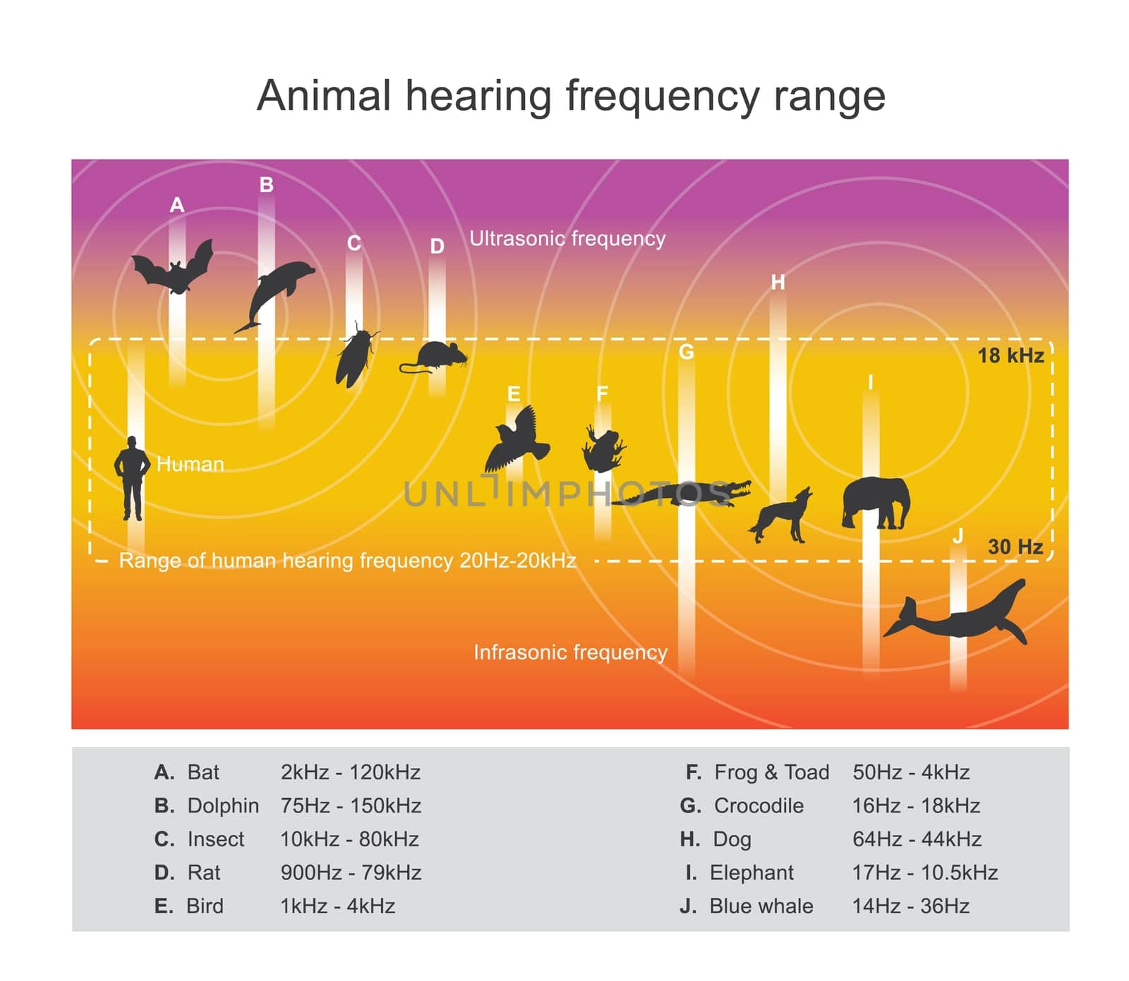 Several animal species are able to hear frequencies well beyond the human hearing range. Some dolphins and bats, for example, can hear frequencies up to 100 kHz. Infographic vector.